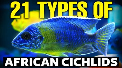 21 Popular Types of African Cichlids .